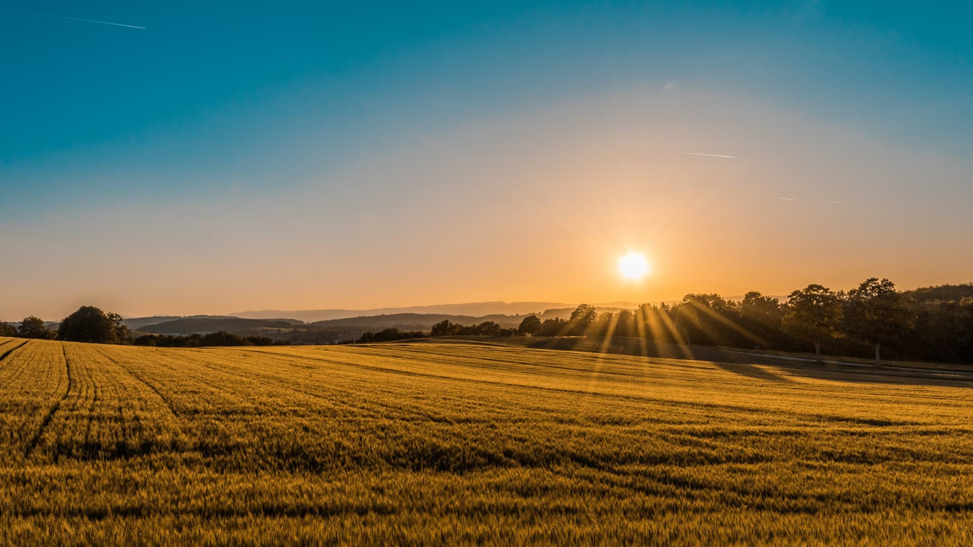 Golden wheat fields — premium Indian agricultural exports
